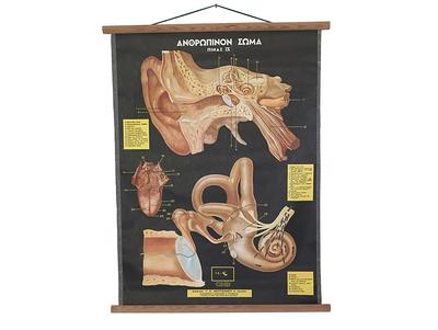 Antique Anatomical Model of Human Inner Ears