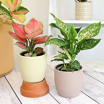 Altman Plants Live Houseplants (12PK), Indoor Plants for Delivery Prime,  Live Plants and Gardening Gifts for Plant Lovers, Planters for Indoor  Plants