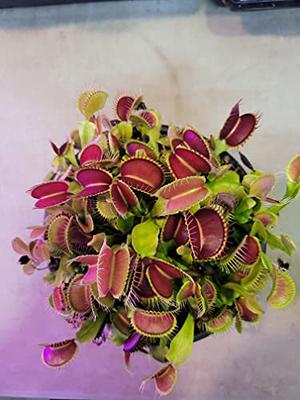 Large Sized B52 Giant Venus Flytrap (Fly Trap Carnivorous Plants) Dionaea -  3 Net Pot