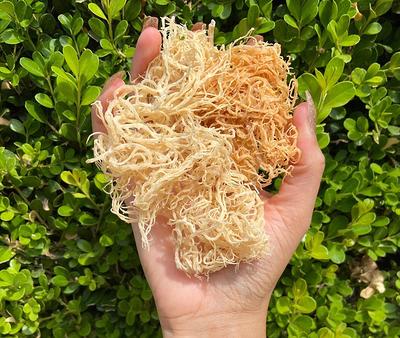 st. Lucian Raw Golden Sea Moss - Yahoo Shopping