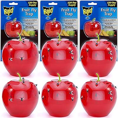 TERRO T2503SR Ready-to-Use Indoor Fruit Fly Killer and Trap with Built in  Window - 4 Traps + 180 day Lure Supply