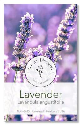 500 TRUE ENGLISH LAVENDER VERA Lavender Augustifolia Vera Herb Flower Seeds  