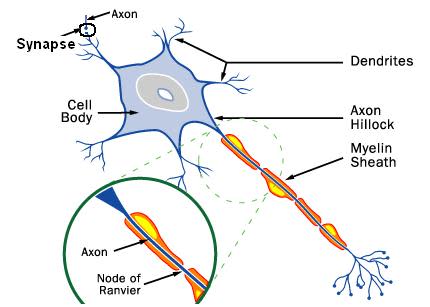 الجهاز العصبي Nervous System Neurons