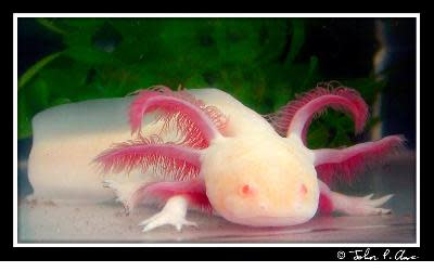 موسوعة ( الحيوانات مهددة الإنقراض )  Albino-salamander-axolotl-b