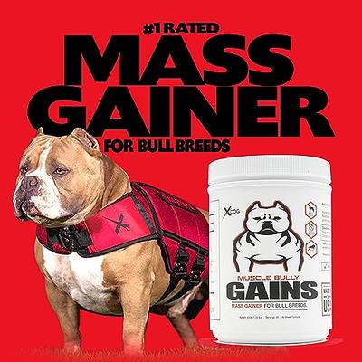 All I Want For Christmas if Gains Funny PitBull Dog Bodybuilding