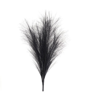 Black Pampas Grass