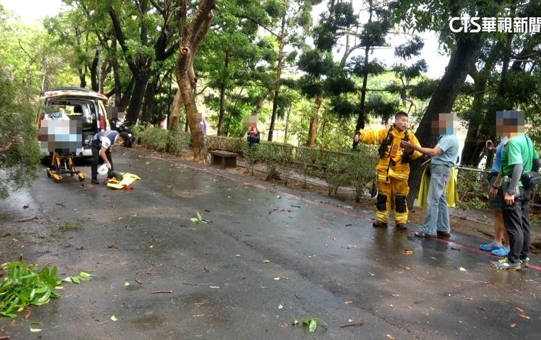 風雨+強震釀樹倒壓死人？護樹團體：根系腐爛主因