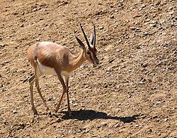 موسوعة ( الحيوانات مهددة الإنقراض )  250px-Gazella-dorcas