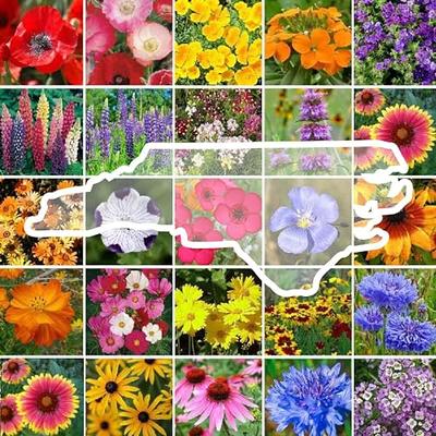  Eden Brothers All Perennial Wildflower Mixed Seeds