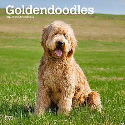 Golden Retriever Puppies | 2023 7 x 14 Inch Monthly Mini Wall Calendar |  BrownTrout | Animals Dog Breeds Puppy DogDays