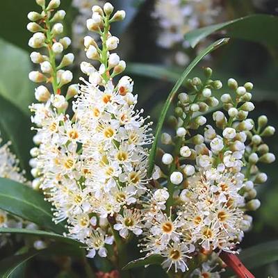 10 Cherry Laurel Trees Live Plants for Planting, Cherry Laurel Bush 6 to 12  Inc Height 2.5 Inc Pot, Laurel Plant Live Home Garden - Yahoo Shopping