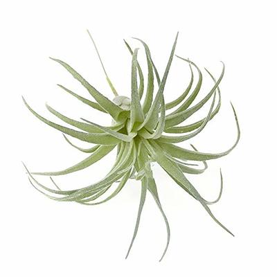 EBUYOM 2 PCS Artificial Succulents Plants Unpotted Fake Tillandsia Air  Plants Succulent Bouquet Arrangements Faux Plants DIY for Garden Decor Home