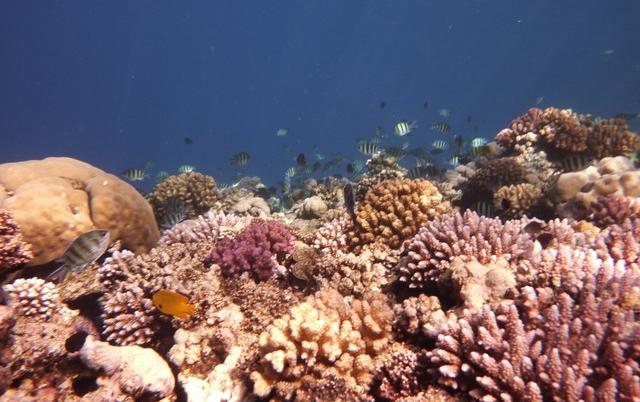印度洋珊瑚過度捕撈 恐剩50年壽命
