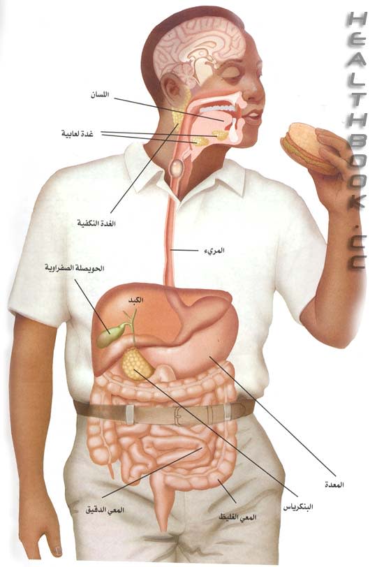 هل تعلم كيف تهضم الطعام ؟ E3b427798a