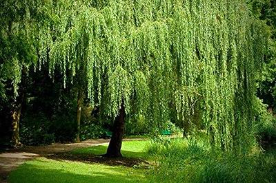 FLOWERWOOD 2.5 Gal Weeping Willow Tree, Green Deciduous Tree