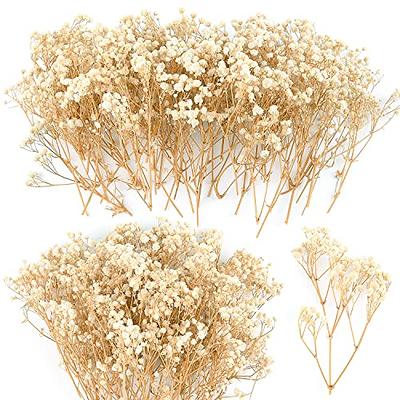 Dried Flowers Babys Breath Bouquet Ivory White Flowers Natural Gypsophila  Branches for Home Decor Wedding Flowers