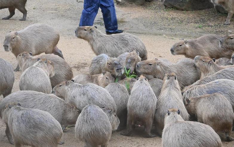 日本德島動物園飼養88隻水豚　未來可望「盡收眼底」