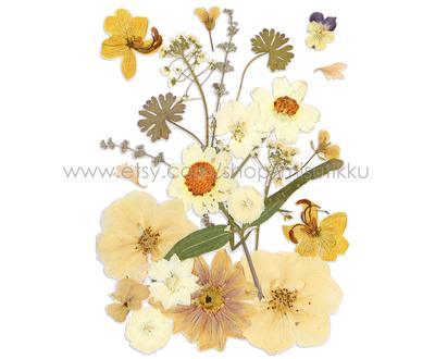 20 Pc Sample Pack Pressed Dried Flowers Mixed, White Assorted