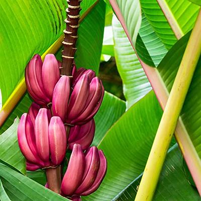 Heirloom Organic Banana Tree Seeds Perfect for indoor gardens above gr –  theseedvault