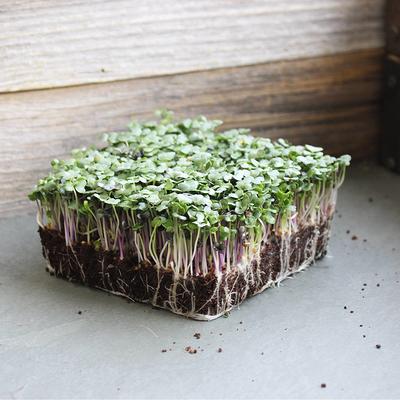 Cress Seed, Microgreen, Sprouting, Non GMO - Country Creek