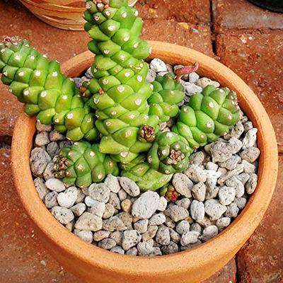 Sphagnum Peat Moss, Natural Bonsai Potting Mix, Succulent and Cactus  Potting Soil, Organic Garden Growing Soil Amendment and Media, for Flowers