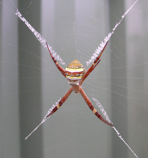 تصاميم شبكات العنكبوت تحيّر العلماء Web+decoration+stabilimentum+8