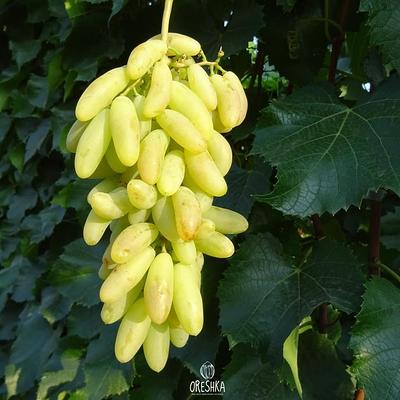 Green Seedless Grapes 16-18 lb.