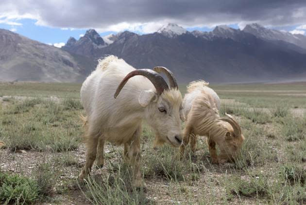 喀什米爾山羊