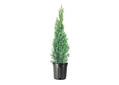 talian Cypress is a Strikingly Thin Tall and Straight Evergreen Tree