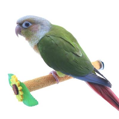 Reginary 12 Pcs Bird Perch Stand Toy Includes 6 Parrot Perch Stand