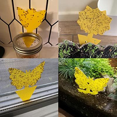 48 Pack Fruit Fly Traps for Indoors Gnat Killer Indoor Gnat Traps for House  Indoor, Yellow Sticky Traps, Fungus Gnat Trap Flies Bug Plant Trap