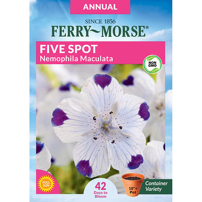 Ferry-Morse Pansy Swiss Giant Mixed Colors Flower Seeds (Seed