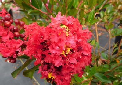 Lagerstroemia Ruffled Red Magic™ (Crape Myrtle)