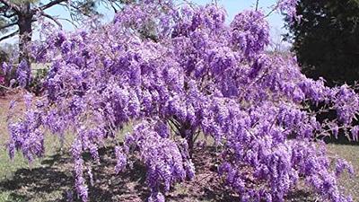 Purple Chinese Wisteria Tree - 6-12 Tall Seedling - 2.5 Pot