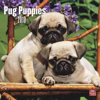 Pug Puppies 2024 Mini Wall Calendar - Yahoo Shopping