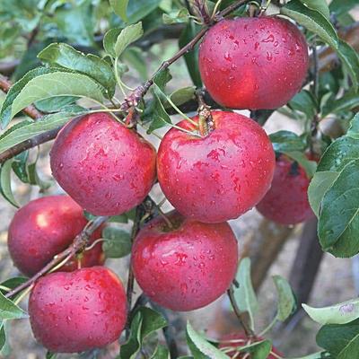 Gala Apple Tree  Gurney's Seed & Nursery Co.