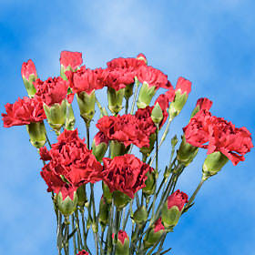 Cheap Bi-Color Spray Carnation Flowers