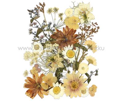 20 Pc Sample Pack Pressed Flowers, Dried White Flowers Mixed, Real  Assorted, Preserved Flat - Yahoo Shopping