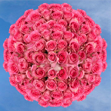 Bulk Flowers Fresh Bicolor White and Pink Roses - Yahoo Shopping