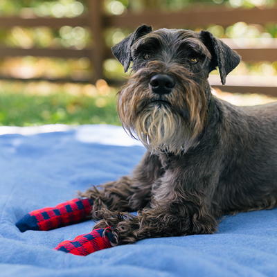 red socks Dog T-Shirt