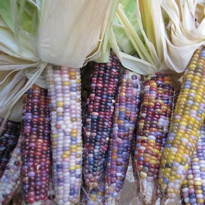 Glass Gem Corn (Zea Mays)