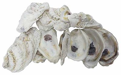 Mixed Beach Sea Shells For Decoration (Bag Of 100 Shells)