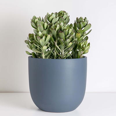 Trendspot 10 in. Dia Blue Rivage Ceramic Planter