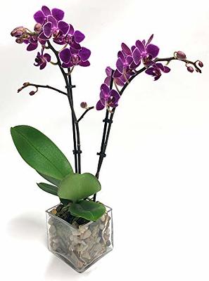 Vickerman 604090 - 18 Pink/Orange Orchid Arrangement (FC190266