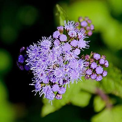 Forget Me Not Seeds - Blue - 1 Ounce - Blue Flower Seeds, Heirloom Seed  Attracts Bees, Attracts Butterflies, Attracts Hummingbirds, Attracts