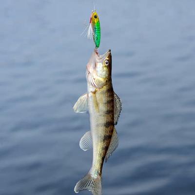  Swimbaits For Walleye