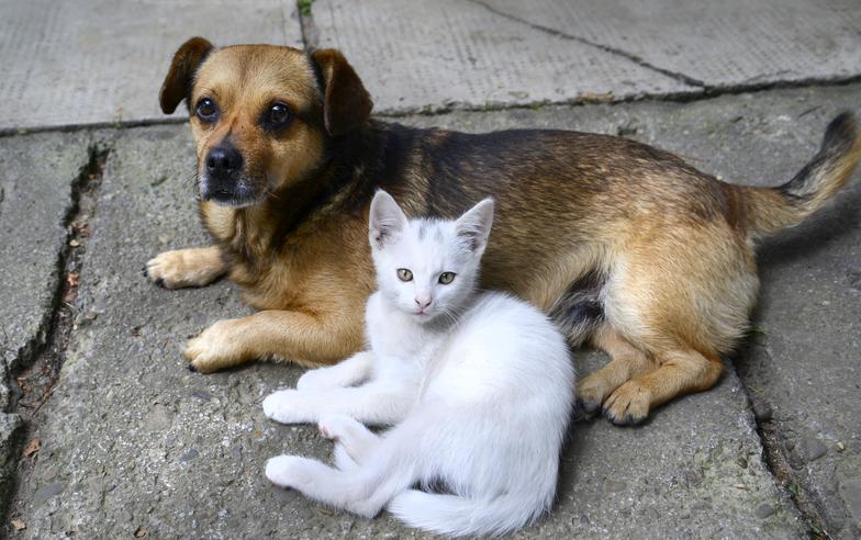 認養動物之家犬貓且完成投保 北市補助最高3000元