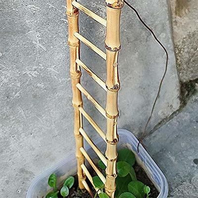 Plant climber leaf with circular hygrometer holder by Søren