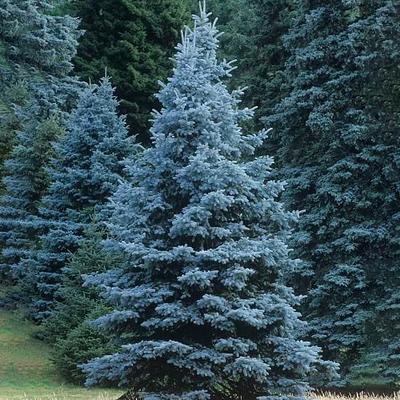 50 Blue Spruce Seeds, Colorado Christmas Trees picea Pungens Glauca 