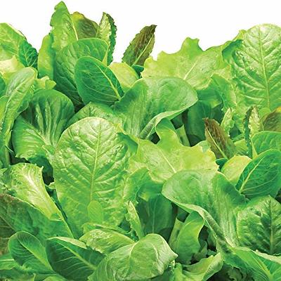 Heirloom Salad Greens Seed Pod Kit